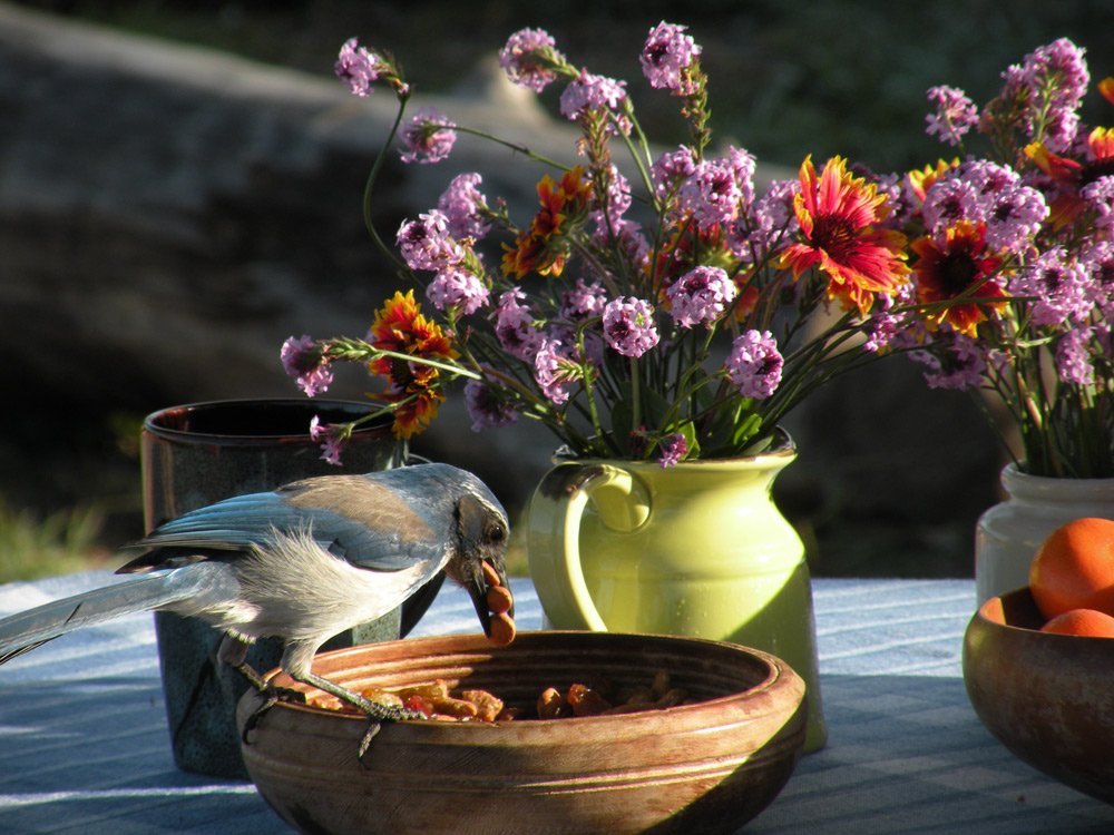 Blue jay perched on the edge of a wooden bowl, eating nuts beside a vase of fresh flowers on an outdoor table.
