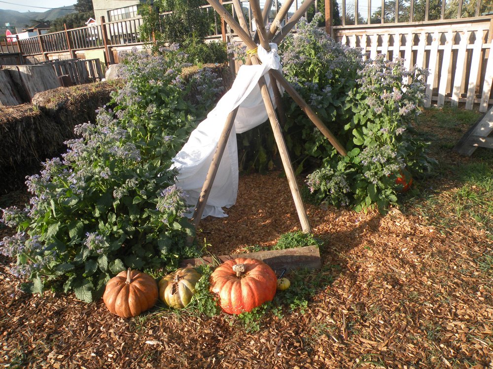 Small garden teepee structure surrounded by blooming plants and pumpkins in a children’s outdoor classroom garden.