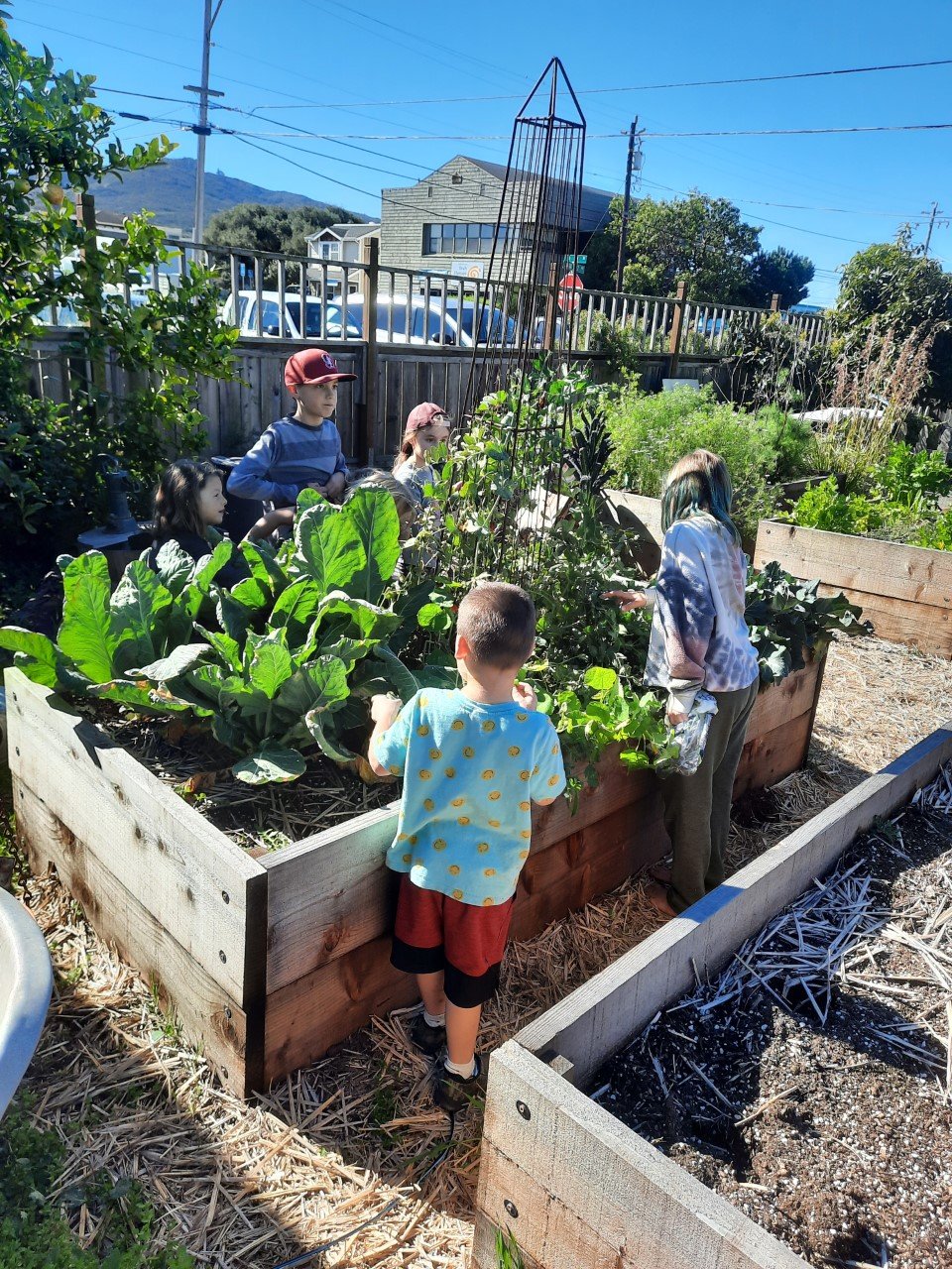 Children tending raised garden beds at an outdoor school, learning about plants, vegetables, and hands-on gardening skills.