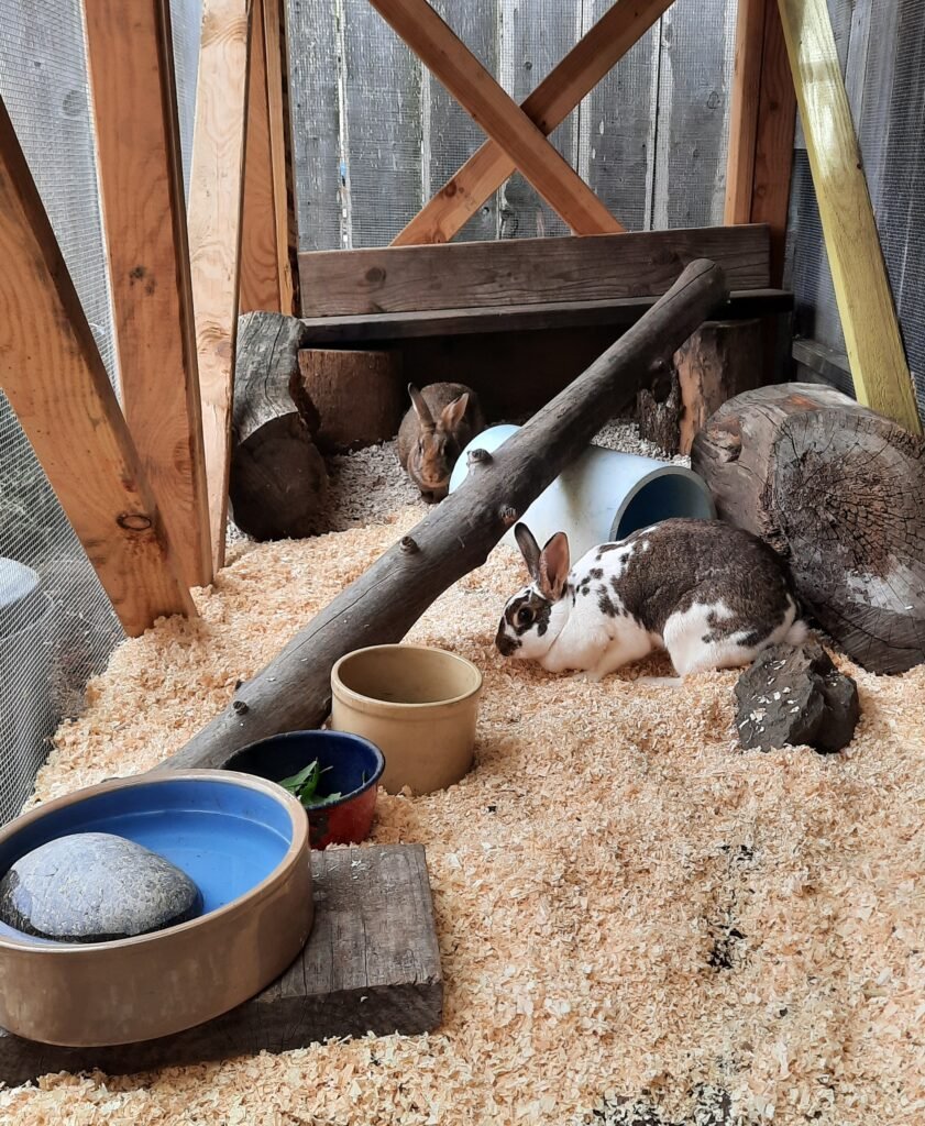 Two rabbits resting in a wooden outdoor hutch with tunnels, bowls, and logs for enrichment.