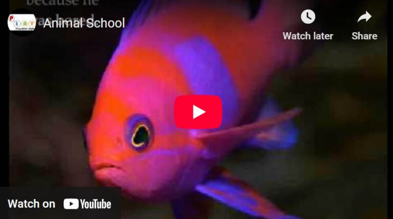 YouTube video thumbnail for ‘Animal School’ showing a close-up of a brightly colored orange and purple fish, with the play button overlayed in the center.