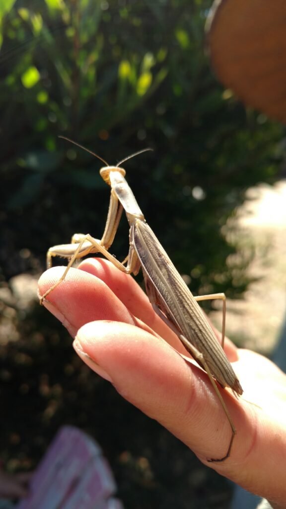 Close-up of a praying mantis perched on a child’s hand during an outdoor nature exploration activity.