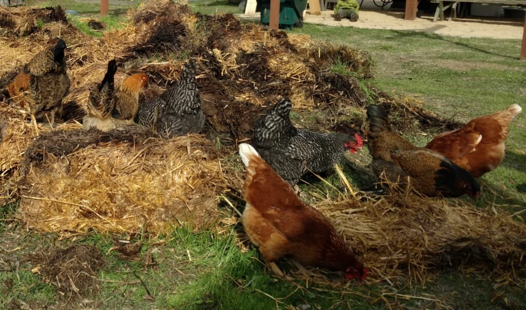 Mixed flock of chickens foraging and turning compost piles in a natural garden environment.