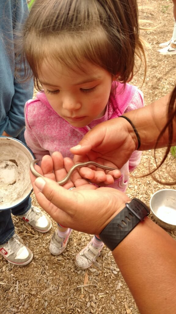 Young child watching closely as an adult gently holds a small snake, part of a hands-on nature education experience.