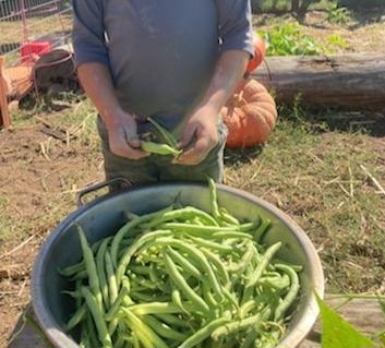 Child standing in a garden holding fresh green beans over a large metal bowl, part of a hands-on farm-to-table learning activity.