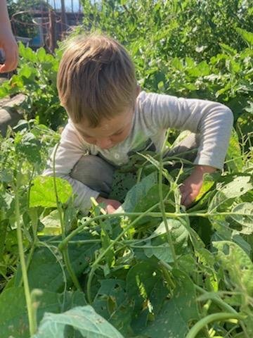Child crouching among lush green plants, exploring and harvesting in a homeschool or outdoor classroom garden.